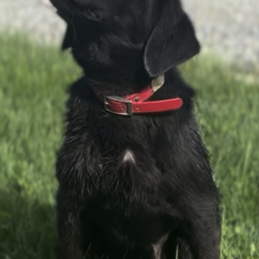 Boomer 5